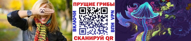 закладка  Фурманов  Псилоцибиновые грибы Psilocybine cubensis 